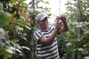 DANIEL NOBOA FORTALECE AL SECTOR PRODUCTIVO CON USD 109 MILLONES EN FINANCIAMIENTO A TRAVÉS DEL CRÉDITO 7×7 DE BANECUADOR